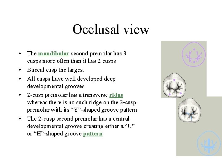 Occlusal view • The mandibular second premolar has 3 cusps more often than it