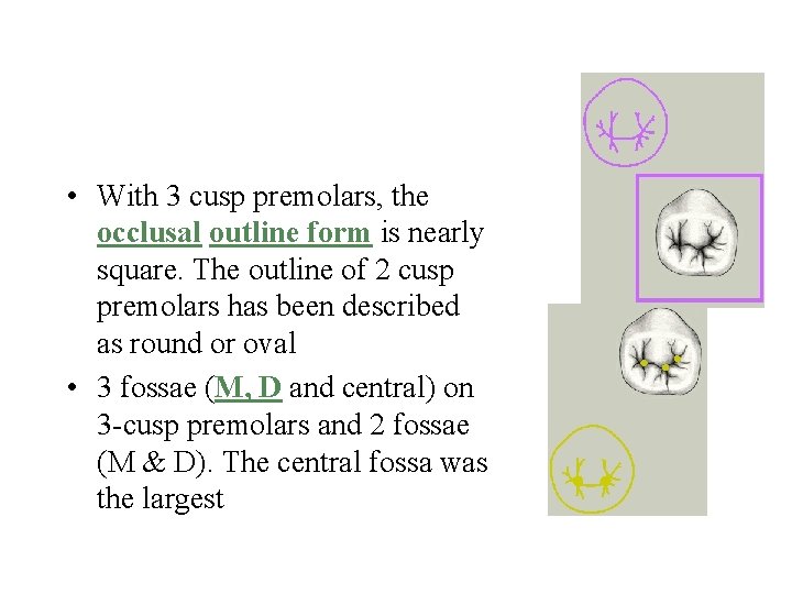  • With 3 cusp premolars, the occlusal outline form is nearly square. The