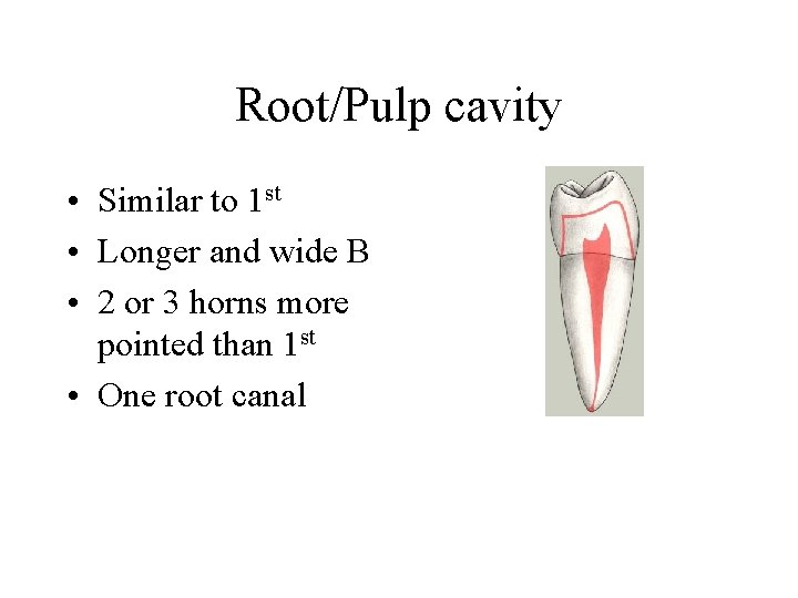 Root/Pulp cavity • Similar to 1 st • Longer and wide B • 2