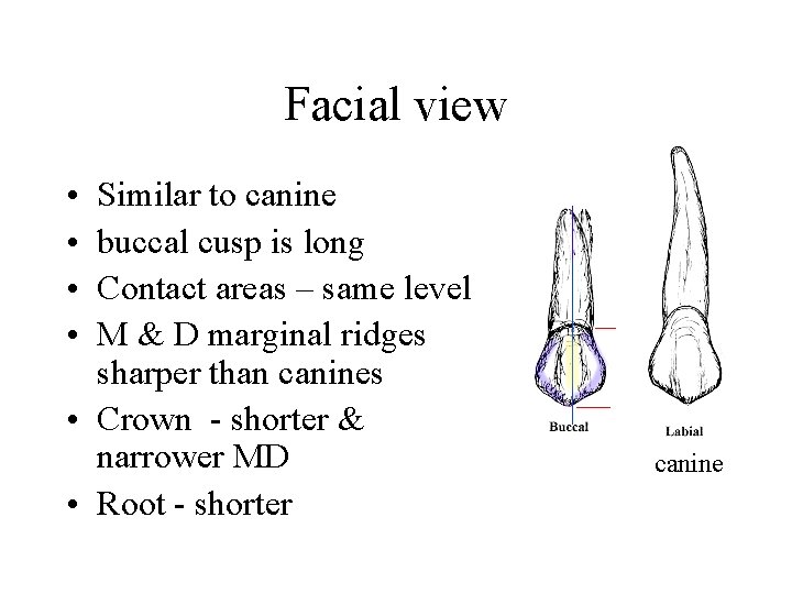 Facial view • • Similar to canine buccal cusp is long Contact areas –