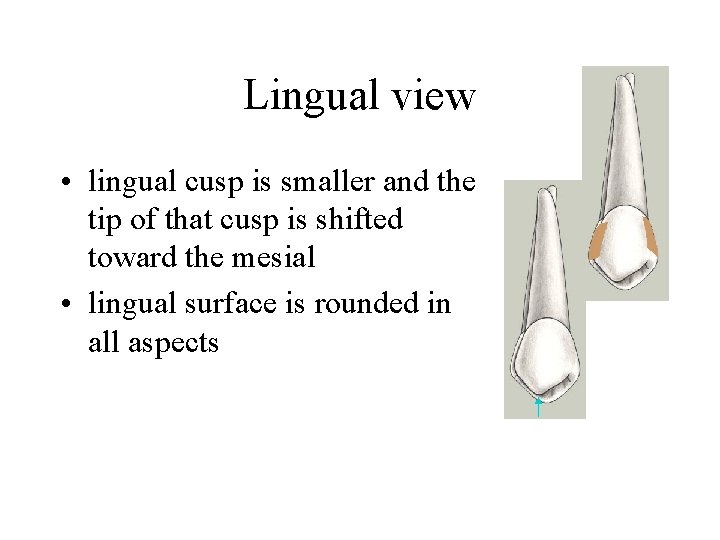 Lingual view • lingual cusp is smaller and the tip of that cusp is