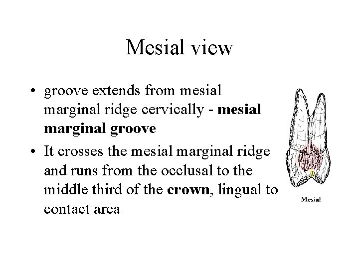 Mesial view • groove extends from mesial marginal ridge cervically - mesial marginal groove