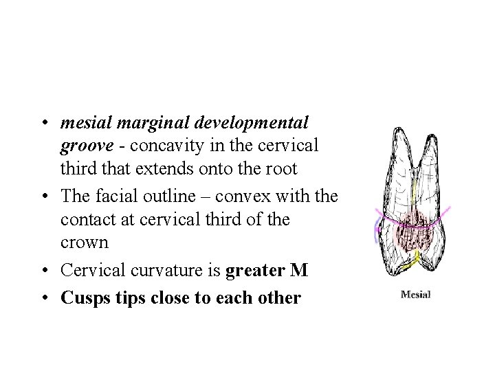  • mesial marginal developmental groove - concavity in the cervical third that extends