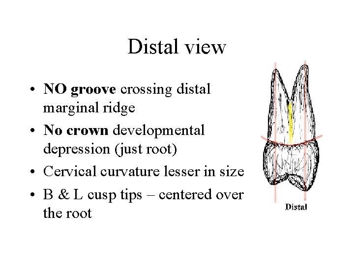 Distal view • NO groove crossing distal marginal ridge • No crown developmental depression