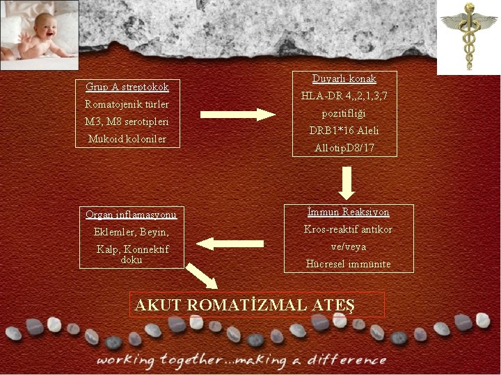 Grup A streptokok Romatojenik türler M 3, M 8 serotipleri Mukoid koloniler Duyarlı konak Grup A streptokok Romatojenik türler M 3, M 8 serotipleri Mukoid koloniler Duyarlı konak