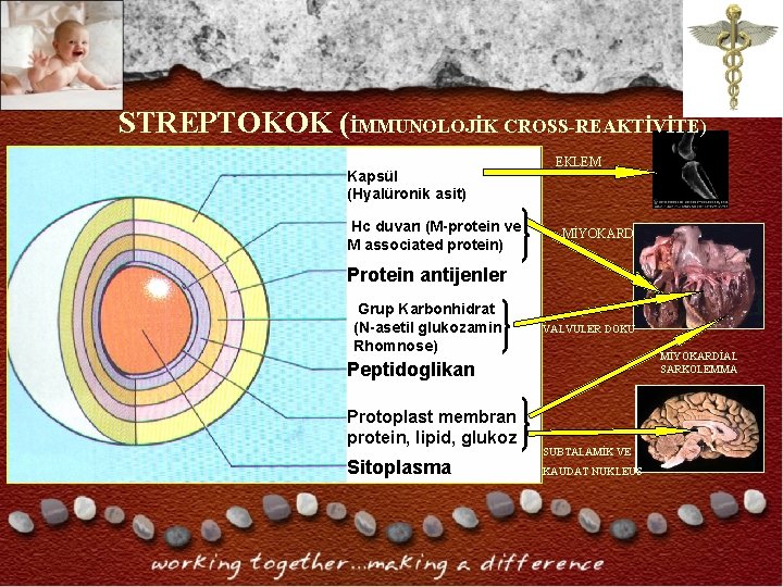STREPTOKOK (İMMUNOLOJİK CROSS-REAKTİVİTE) Kapsül (Hyalüronik asit) Hc duvarı (M-protein ve M associated protein) EKLEM STREPTOKOK (İMMUNOLOJİK CROSS-REAKTİVİTE) Kapsül (Hyalüronik asit) Hc duvarı (M-protein ve M associated protein) EKLEM