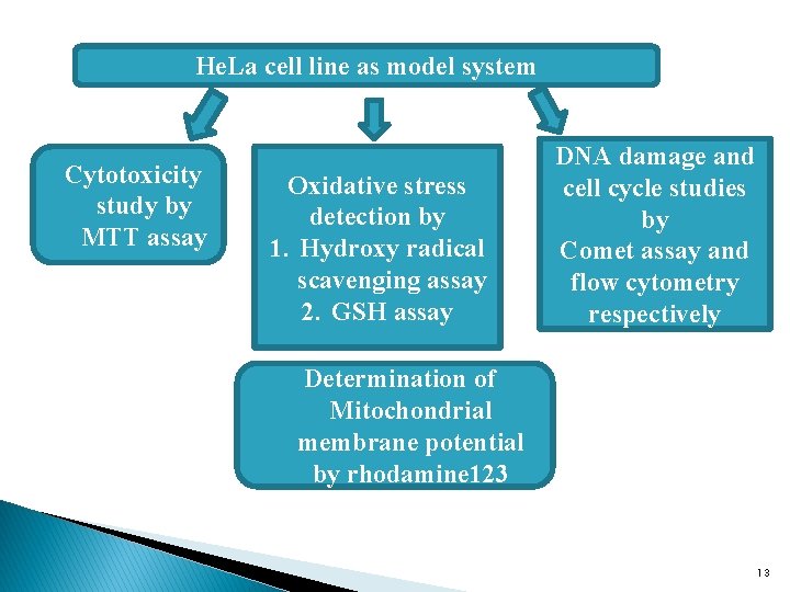 He. La cell line as model system Cytotoxicity study by MTT assay Oxidative stress