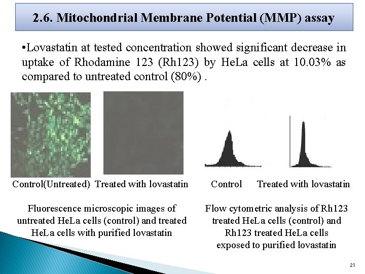 2. 6. Mitochondrial Membrane Potential (MMP) assay • Lovastatin at tested concentration showed significant