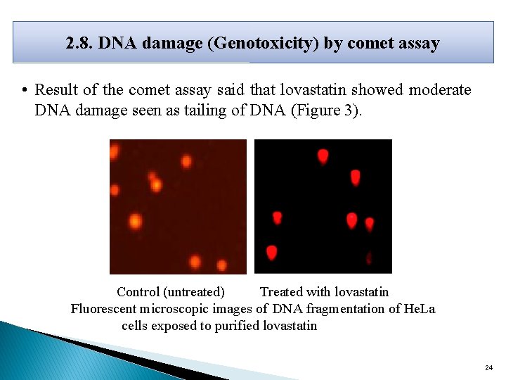 2. 8. DNA damage (Genotoxicity) by comet assay • Result of the comet assay