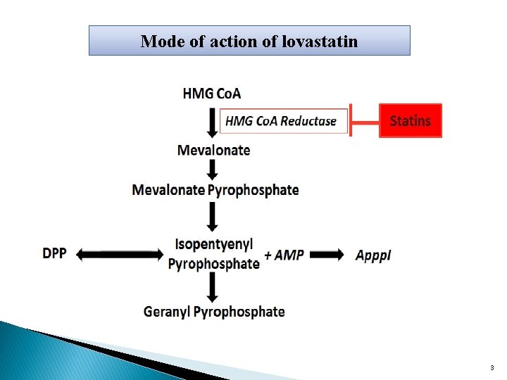 Mode of action of lovastatin 3 