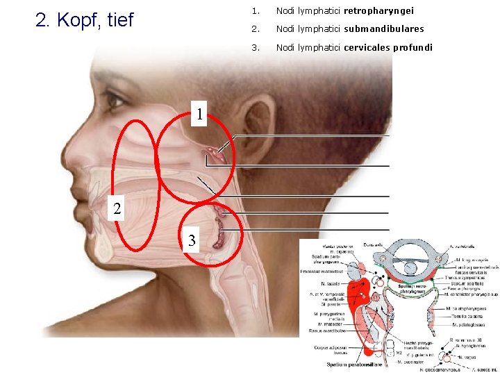 2. Kopf, tief 1 2 3 1. Nodi lymphatici retropharyngei 2. Nodi lymphatici submandibulares