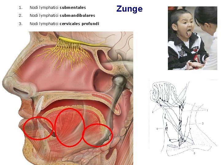 1. Nodi lymphatici submentales 2. Nodi lymphatici submandibulares 3. Nodi lymphatici cervicales profundi Zunge