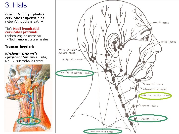 Wo sind lymphknoten am hals