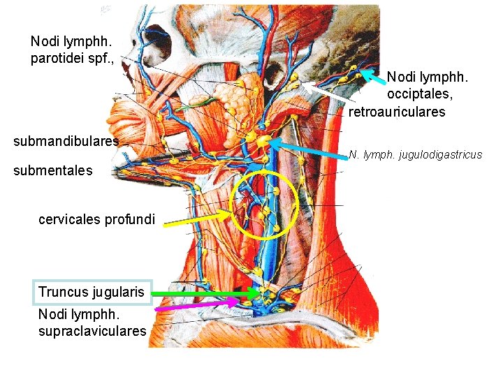 Nodi lymphh. parotidei spf. , Nodi lymphh. occiptales, retroauriculares submandibulares submentales cervicales profundi Truncus