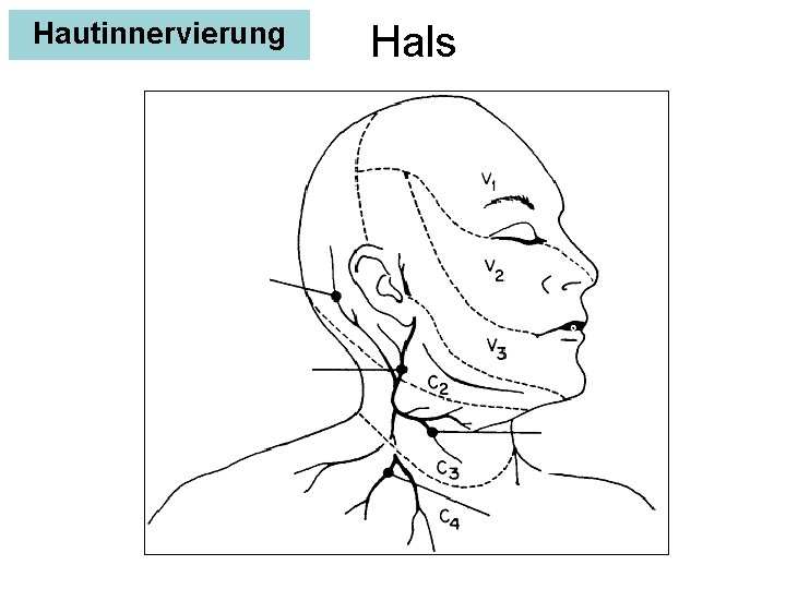 Hautinnervierung Hals 