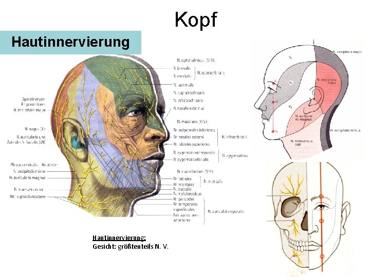 Kopf Hautinnervierung: Gesicht: größtenteils N. V. 