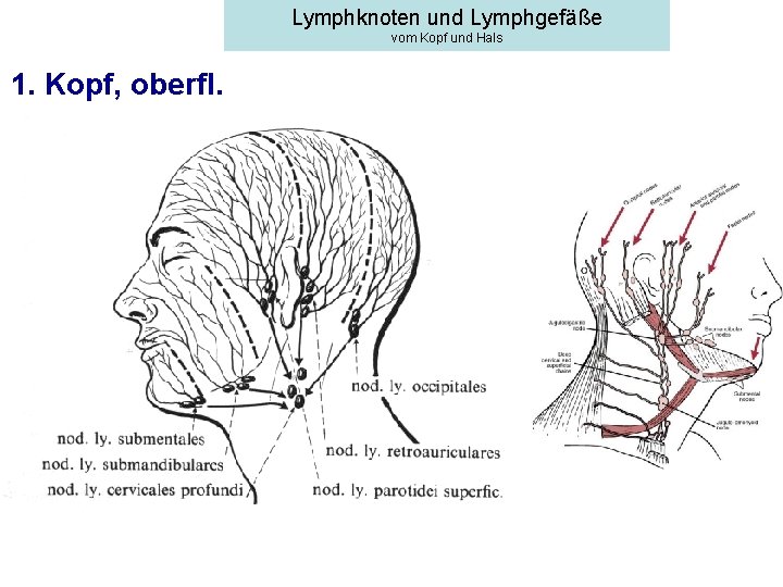 Lymphknoten und Lymphgefäße vom Kopf und Hals 1. Kopf, oberfl. 