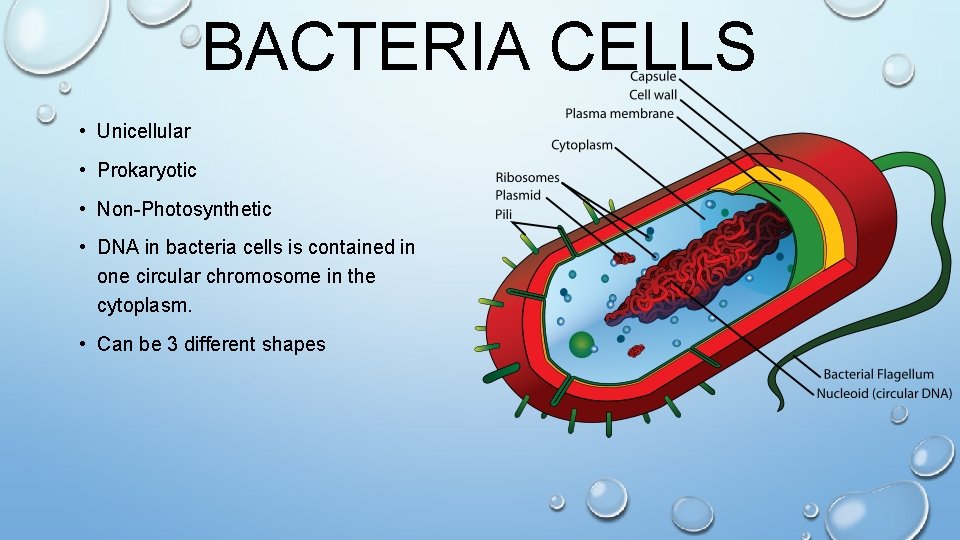 BACTERIA CELLS • Unicellular • Prokaryotic • Non-Photosynthetic • DNA in bacteria cells is