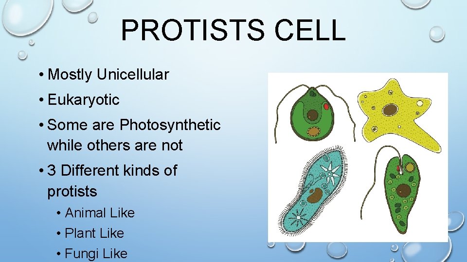 PROTISTS CELL • Mostly Unicellular • Eukaryotic • Some are Photosynthetic while others are