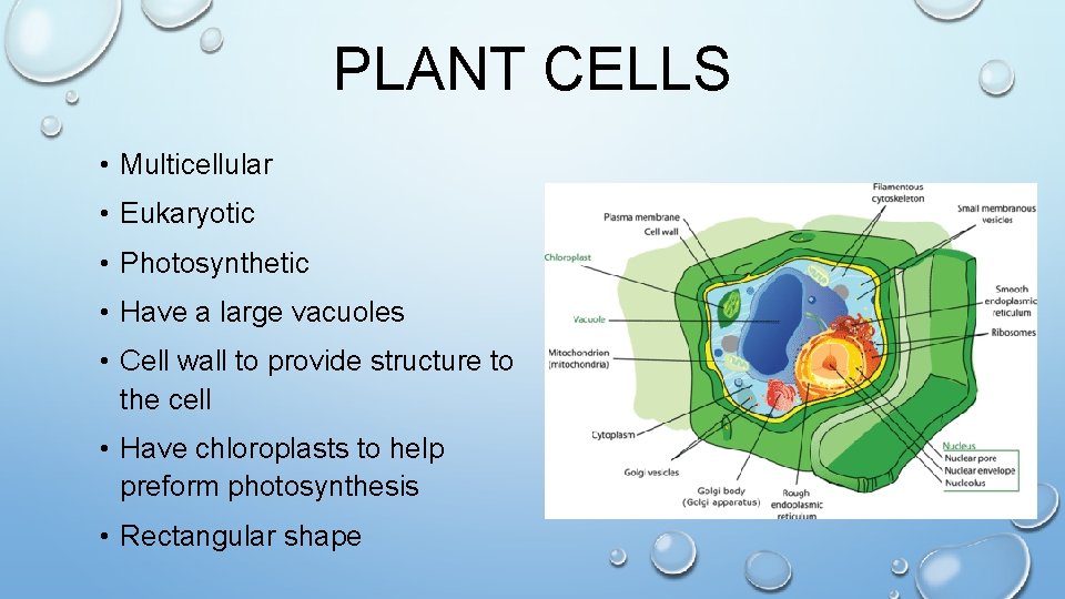 PLANT CELLS • Multicellular • Eukaryotic • Photosynthetic • Have a large vacuoles •