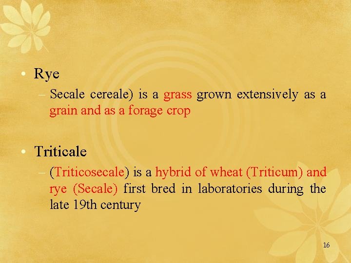  • Rye – Secale cereale) is a grass grown extensively as a grain