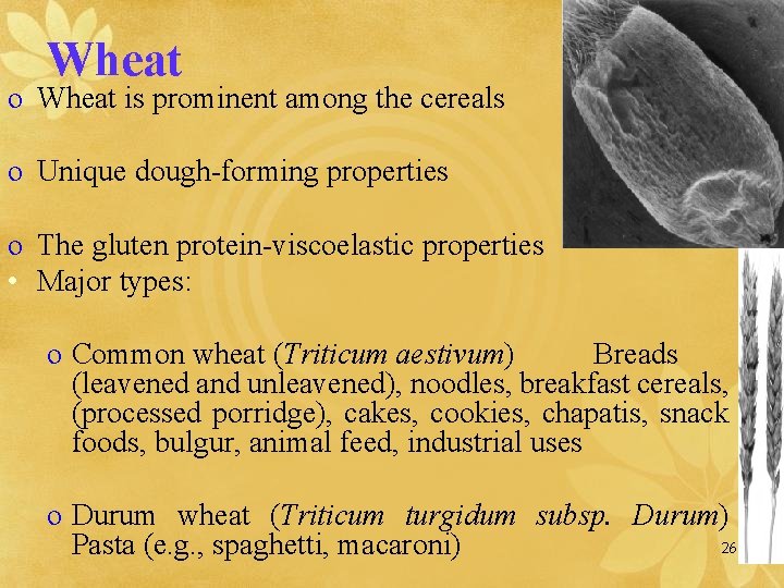 Wheat o Wheat is prominent among the cereals o Unique dough-forming properties o The