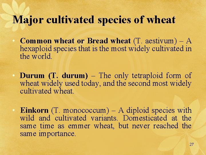 Major cultivated species of wheat • Common wheat or Bread wheat (T. aestivum) –