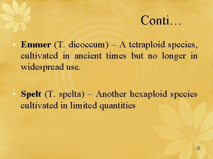 Conti… • Emmer (T. dicoccum) – A tetraploid species, cultivated in ancient times but