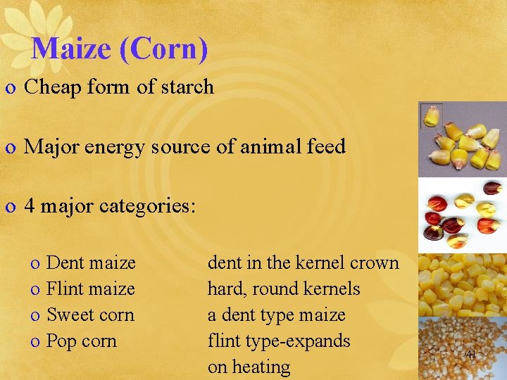 Maize (Corn) o Cheap form of starch o Major energy source of animal feed