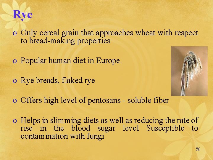 Rye o Only cereal grain that approaches wheat with respect to bread-making properties o