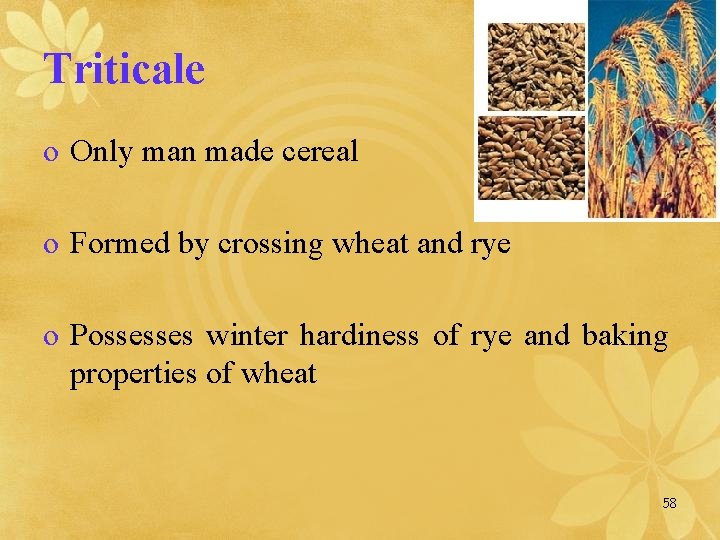 Triticale o Only man made cereal o Formed by crossing wheat and rye o