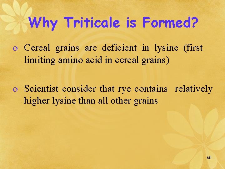 Why Triticale is Formed? o Cereal grains are deficient in lysine (first limiting amino