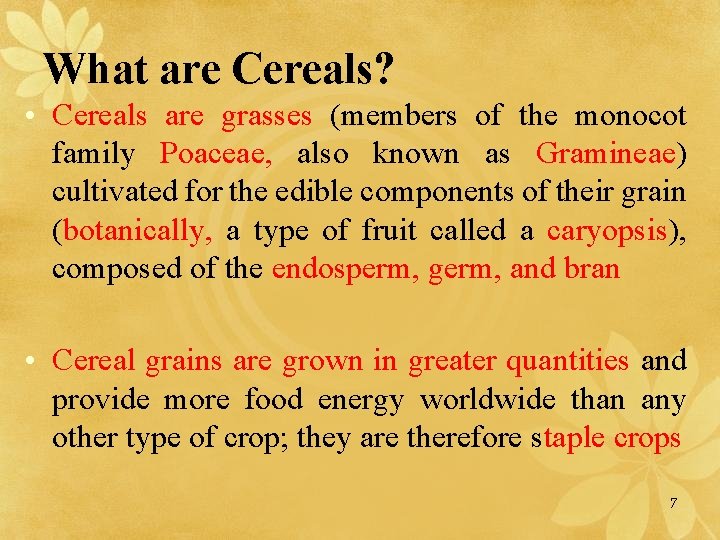 What are Cereals? • Cereals are grasses (members of the monocot family Poaceae, also