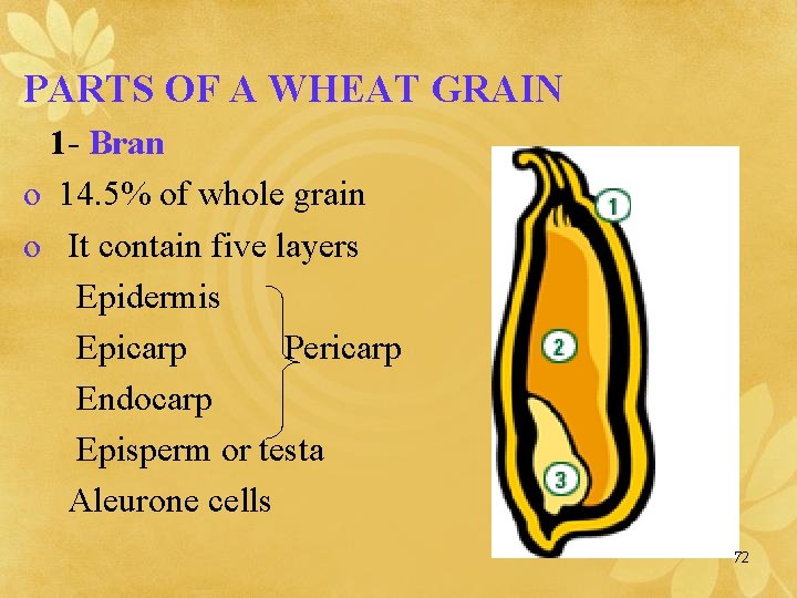 PARTS OF A WHEAT GRAIN 1 - Bran o 14. 5% of whole grain