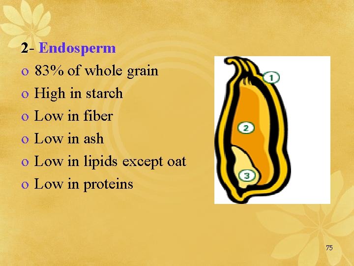 2 - Endosperm o 83% of whole grain o High in starch o Low