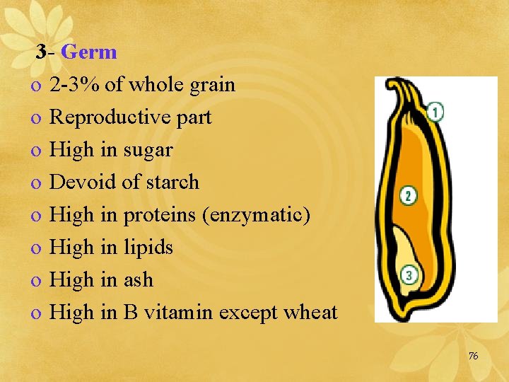 3 - Germ o 2 -3% of whole grain o Reproductive part o High