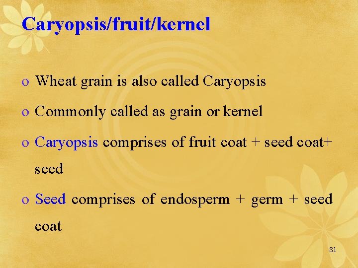 Caryopsis/fruit/kernel o Wheat grain is also called Caryopsis o Commonly called as grain or