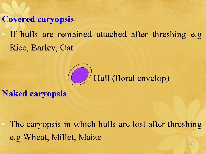 Covered caryopsis • If hulls are remained attached after threshing e. g Rice, Barley,