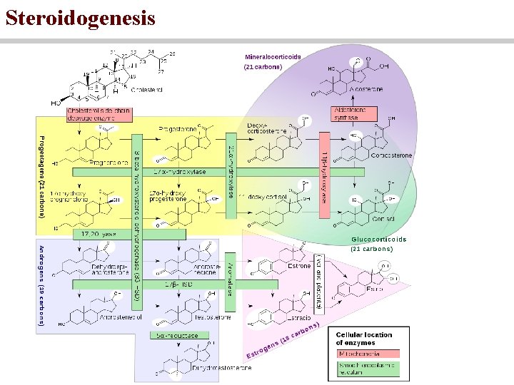 Steroidogenesis 