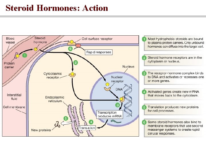 Steroid Hormones: Action 