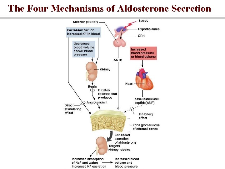 The Four Mechanisms of Aldosterone Secretion 
