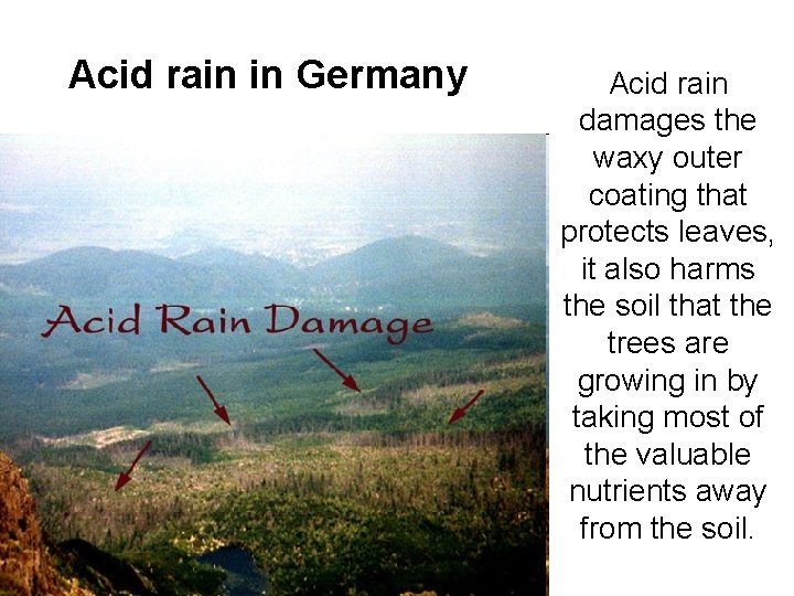 Acid rain in Germany Acid rain damages the waxy outer coating that protects leaves,