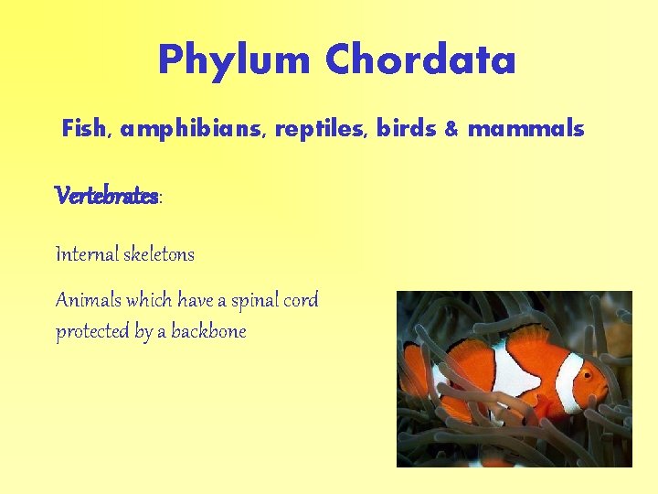 Phylum Chordata Fish, amphibians, reptiles, birds & mammals Vertebrates: Internal skeletons Animals which have