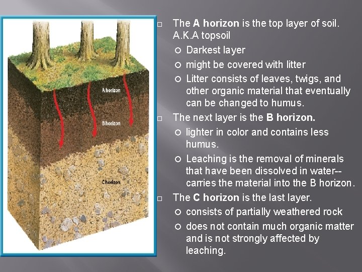 The A horizon is the top layer of soil. A. K. A topsoil The A horizon is the top layer of soil. A. K. A topsoil