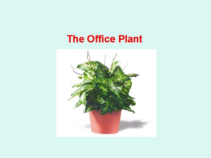 The Office Plant 