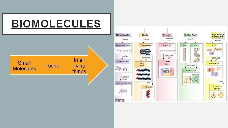 BIOMOLECULES Small Molecules found In all living things 