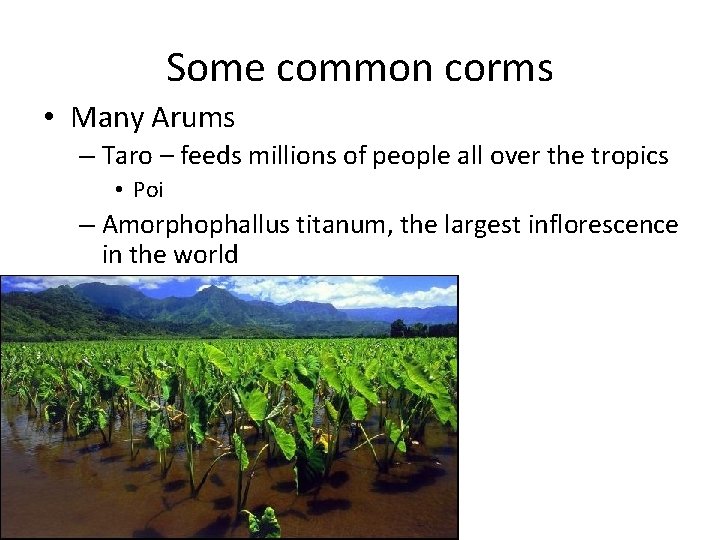 Some common corms • Many Arums – Taro – feeds millions of people all