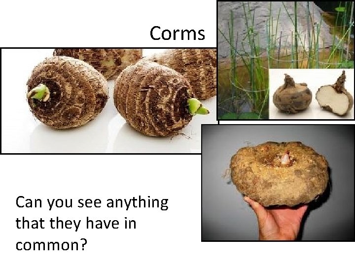 Corms Can you see anything that they have in common? 