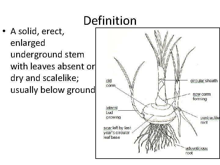 Definition • A solid, erect, enlarged underground stem with leaves absent or dry and