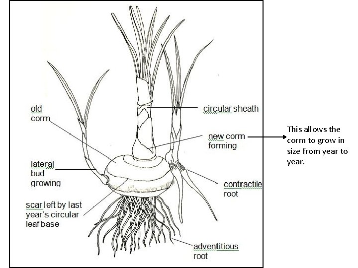 This allows the corm to grow in size from year to year. 